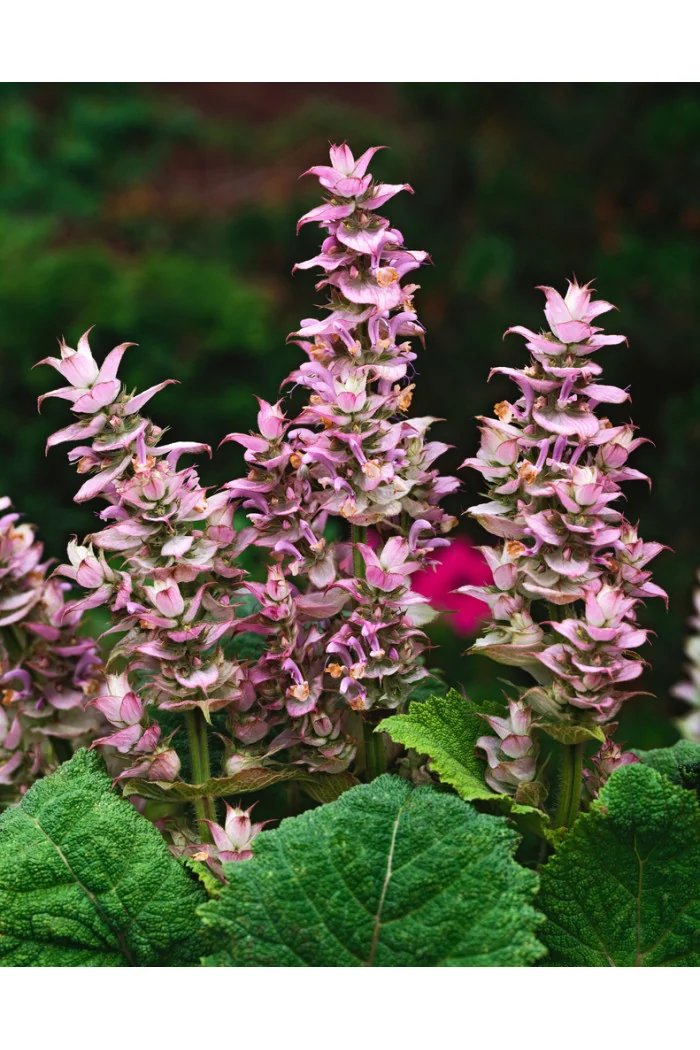 Szałwia muszkatołowa Salvia sclarea