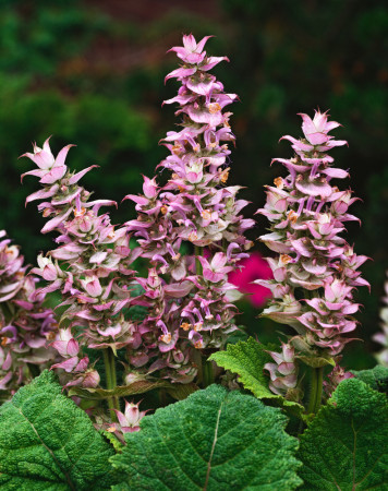 Szałwia muszkatołowa Salvia sclarea