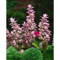 Szałwia muszkatołowa Salvia sclarea