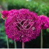 Czosnek 'Purple Sensation' Allium