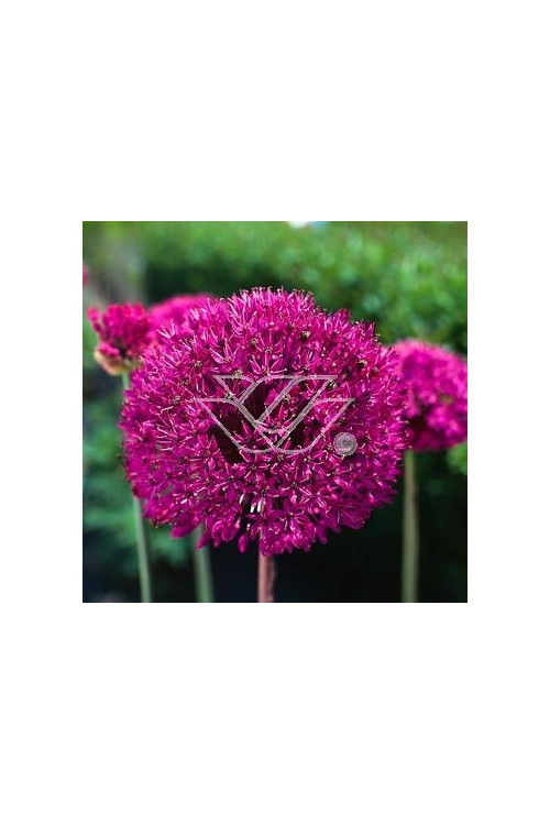 Czosnek 'Purple Sensation' Allium