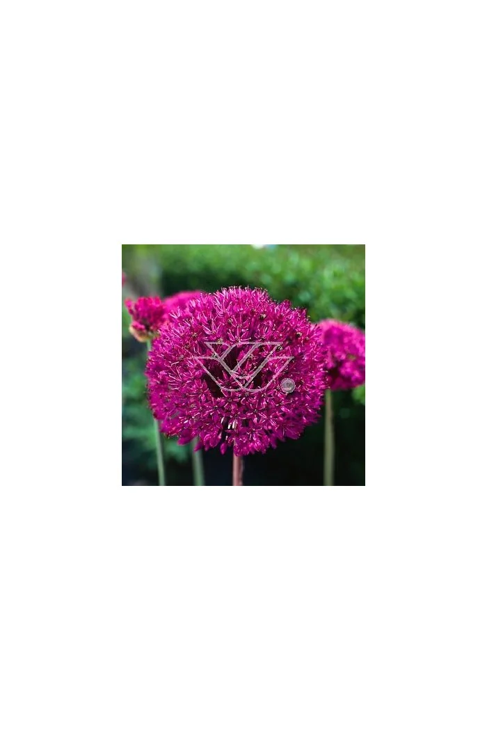 Czosnek 'Purple Sensation' Allium