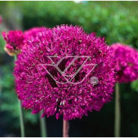 Czosnek 'Purple Sensation' Allium