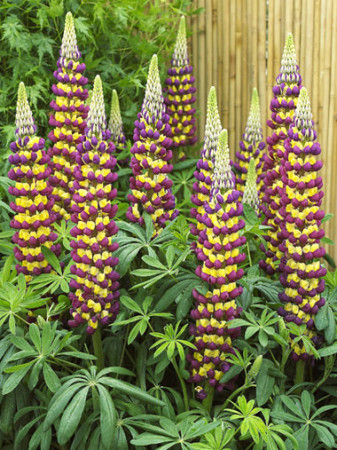 Łubin 'Tower Passionfruit' Lupinus