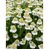 Jeżówka 'Delicious Ice' | Echinacea