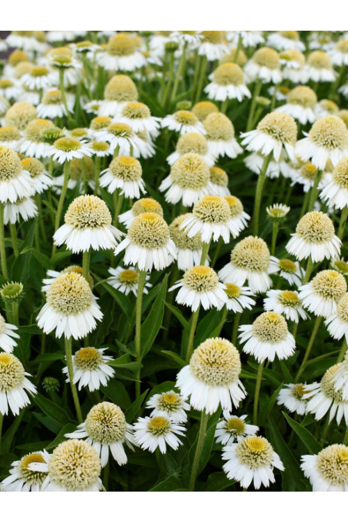 Jeżówka 'Delicious Ice' | Echinacea