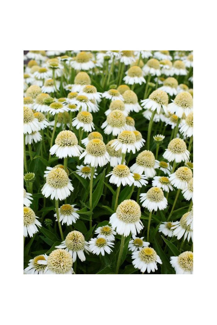Jeżówka 'Delicious Ice' | Echinacea