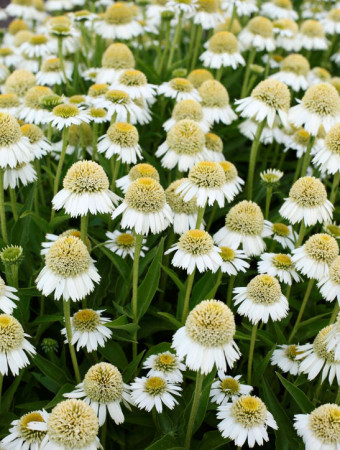 Jeżówka 'Delicious Ice' | Echinacea