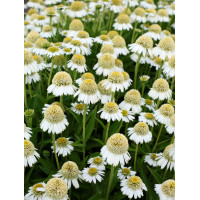 Jeżówka 'Delicious Ice' | Echinacea