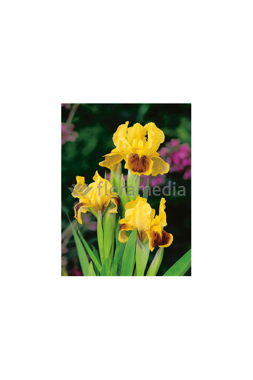 Kosaciec niski 'Ritz' Iris barbata nana