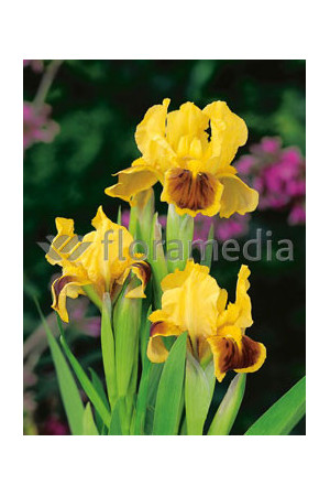 Kosaciec niski 'Ritz' Iris barbata nana