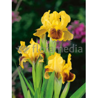 Kosaciec niski 'Ritz' Iris barbata nana