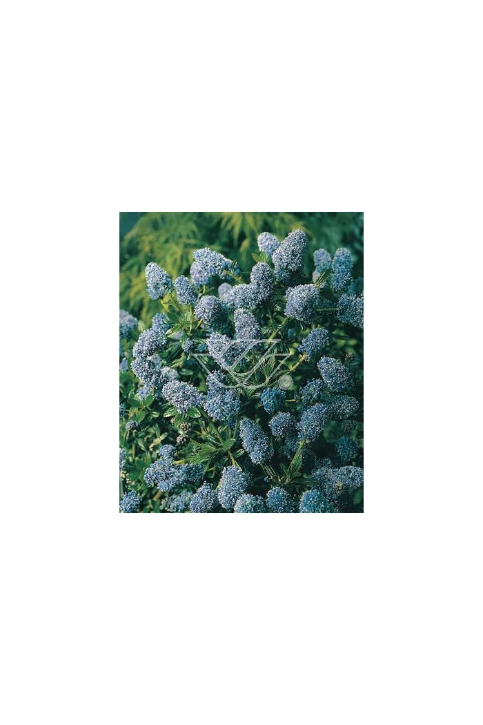 Prusznik 'Gloire de Versailles' Ceanothus
