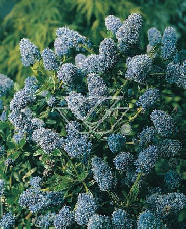 Prusznik 'Gloire de Versailles' Ceanothus