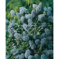Prusznik 'Gloire de Versailles' Ceanothus