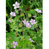 Bodziszek yoshinoi Geranium yoshinoi