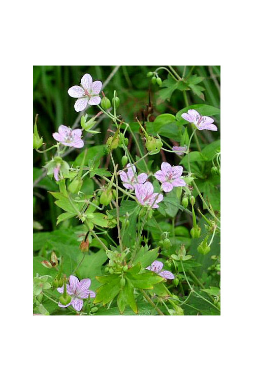 Bodziszek yoshinoi Geranium yoshinoi