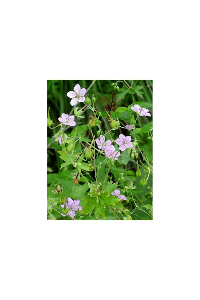 Bodziszek yoshinoi Geranium yoshinoi