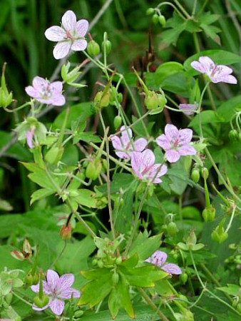 Bodziszek yoshinoi Geranium yoshinoi