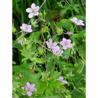 Bodziszek yoshinoi Geranium yoshinoi