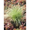 Turzyca włosista 'Frosted Curls' | Carex comans