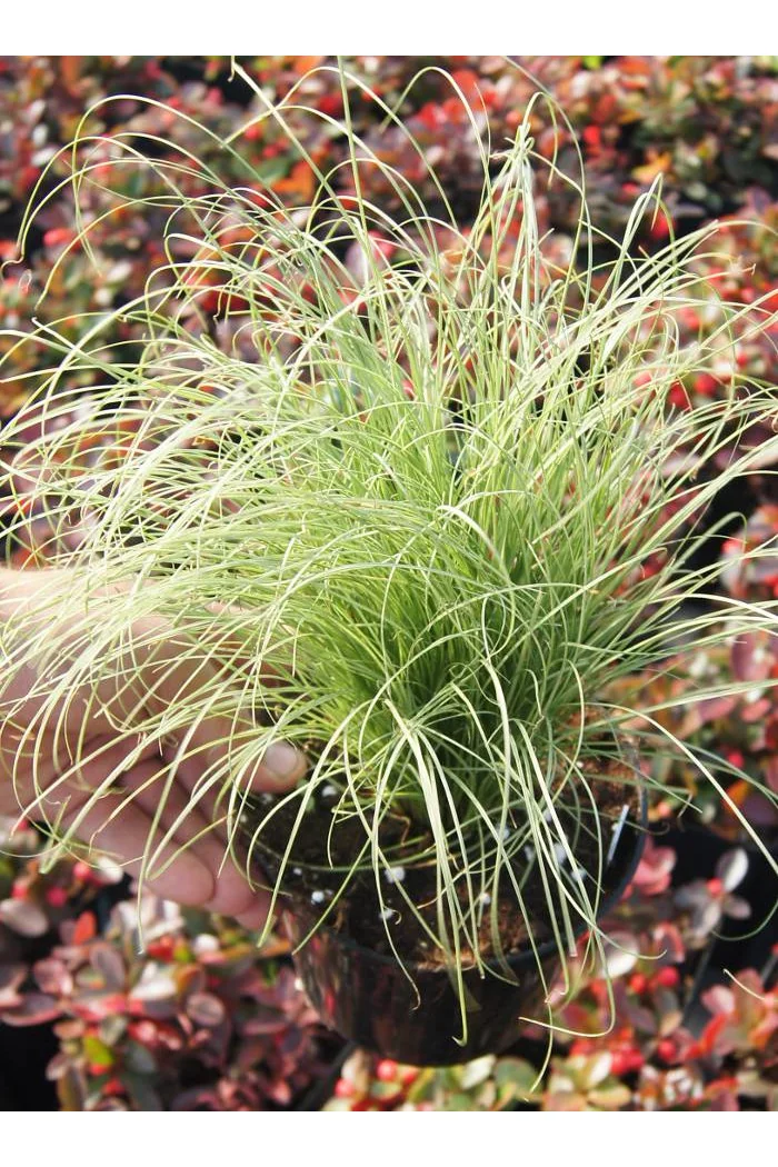 Turzyca włosista 'Frosted Curls' | Carex comans