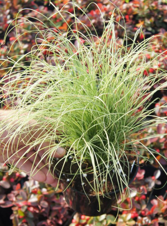 Turzyca włosista 'Frosted Curls' | Carex comans
