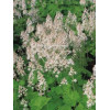Tiarella sercolistna Tiarella cordifolia