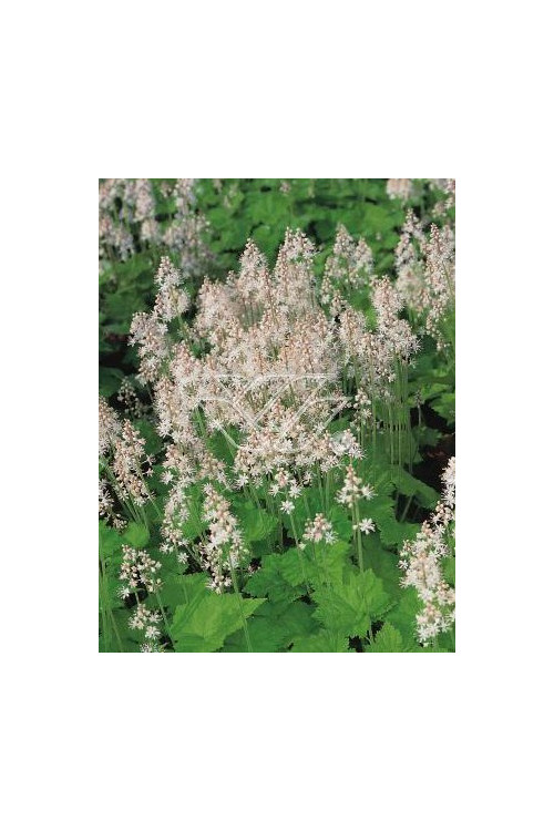 Tiarella sercolistna Tiarella cordifolia
