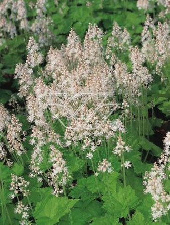 Tiarella sercolistna Tiarella cordifolia