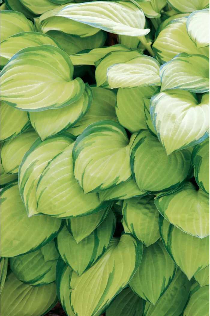 funkia, hosta, funkia stained glass, hosta stained glass