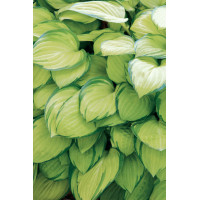 funkia, hosta, funkia stained glass, hosta stained glass