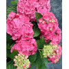 Hortensja ogrodowa 'Izabel' | Hydrangea macrophylla