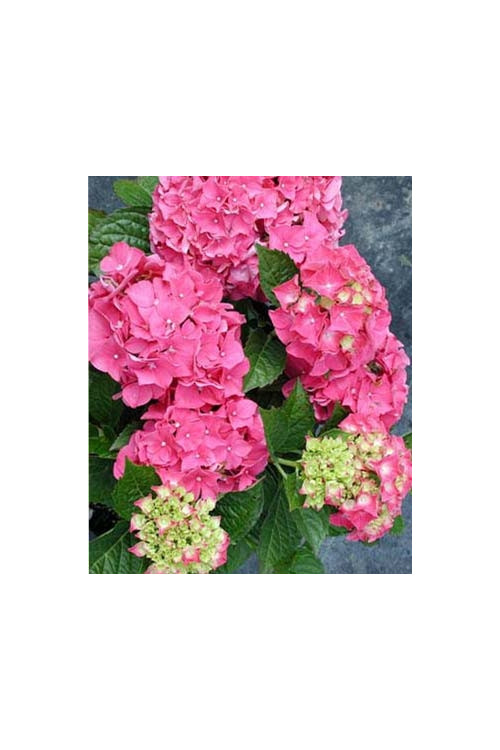Hortensja ogrodowa 'Izabel' | Hydrangea macrophylla
