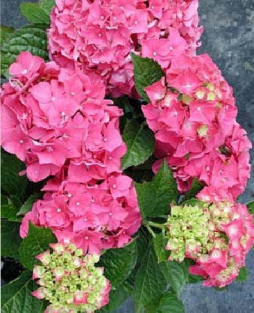 Hortensja ogrodowa 'Izabel' | Hydrangea macrophylla
