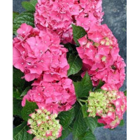 Hortensja ogrodowa 'Izabel' | Hydrangea macrophylla