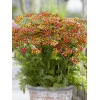 Krwawnik pospolity 'Milly Rock Red' | Achillea millefolium