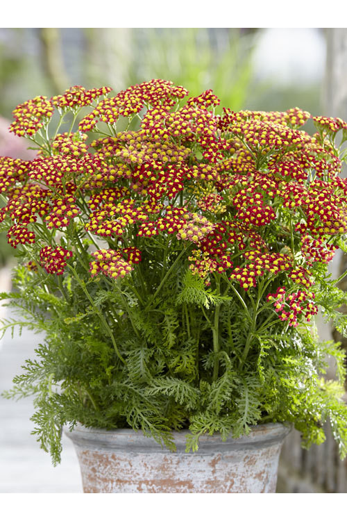 Krwawnik pospolity 'Milly Rock Red' | Achillea millefolium