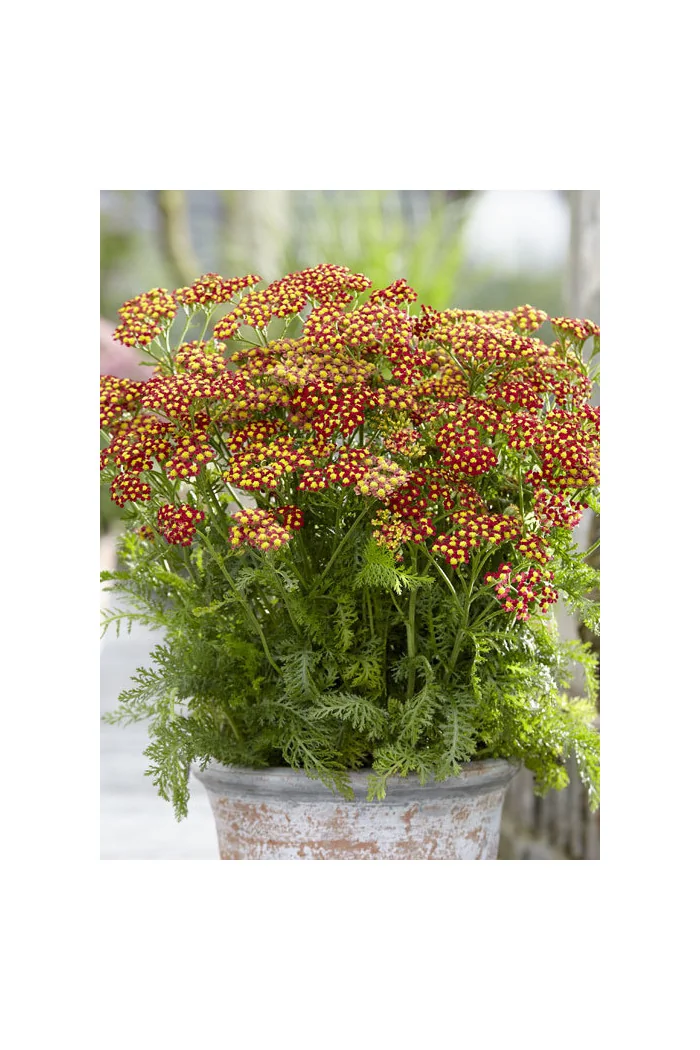 Krwawnik pospolity 'Milly Rock Red' | Achillea millefolium
