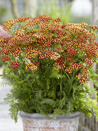 Krwawnik pospolity 'Milly Rock Red' | Achillea millefolium