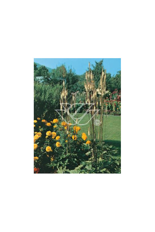 Świecznica sercolistna | Cimicifuga racemosa var. cordifolia