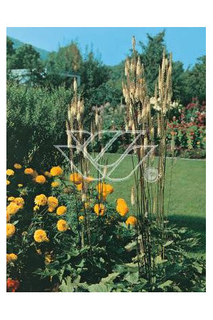 Świecznica sercolistna | Cimicifuga racemosa var. cordifolia