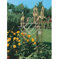 Świecznica sercolistna | Cimicifuga racemosa var. cordifolia