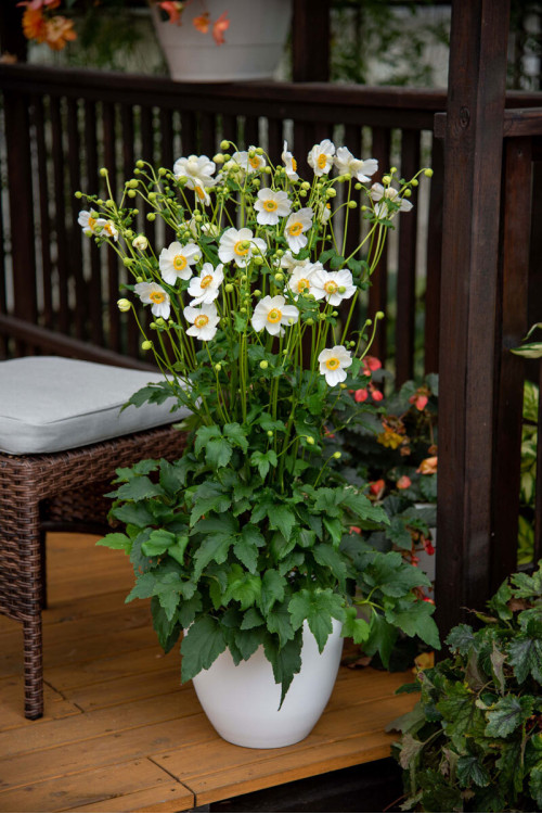 Zawilec japoński 'Summer Breeze Snow' | Anemone japonica