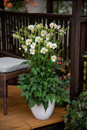 Zawilec japoński 'Summer Breeze Snow' | Anemone japonica