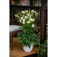 Zawilec japoński 'Summer Breeze Snow' | Anemone japonica