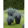 Kostrzewa sina 'Blue Select' Festuca glauca