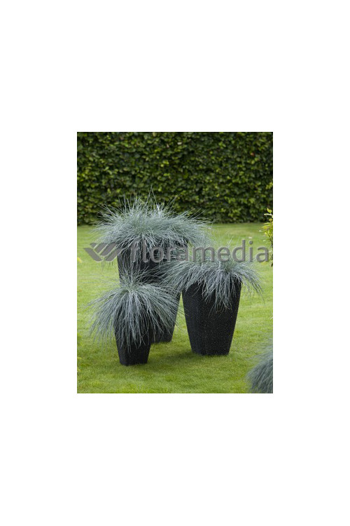 Kostrzewa sina 'Blue Select' Festuca glauca