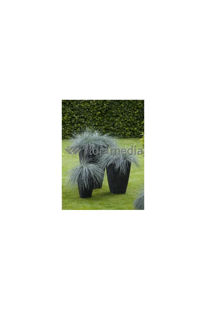 Kostrzewa sina 'Blue Select' Festuca glauca