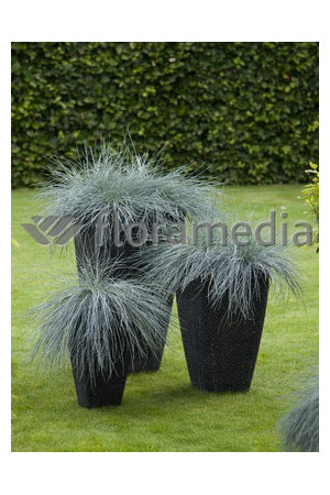 Kostrzewa sina 'Blue Select' Festuca glauca